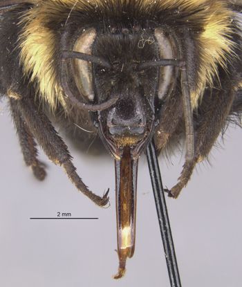 Media type: image;   Entomology 15282 Aspect: head frontal view